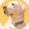 ひろこ|life with lab joey