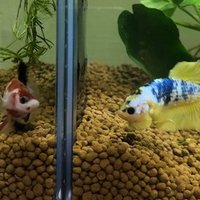 ちちばなれ 稚魚ベタのご飯の話 サワコ Note