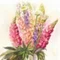 FP　Lupinus