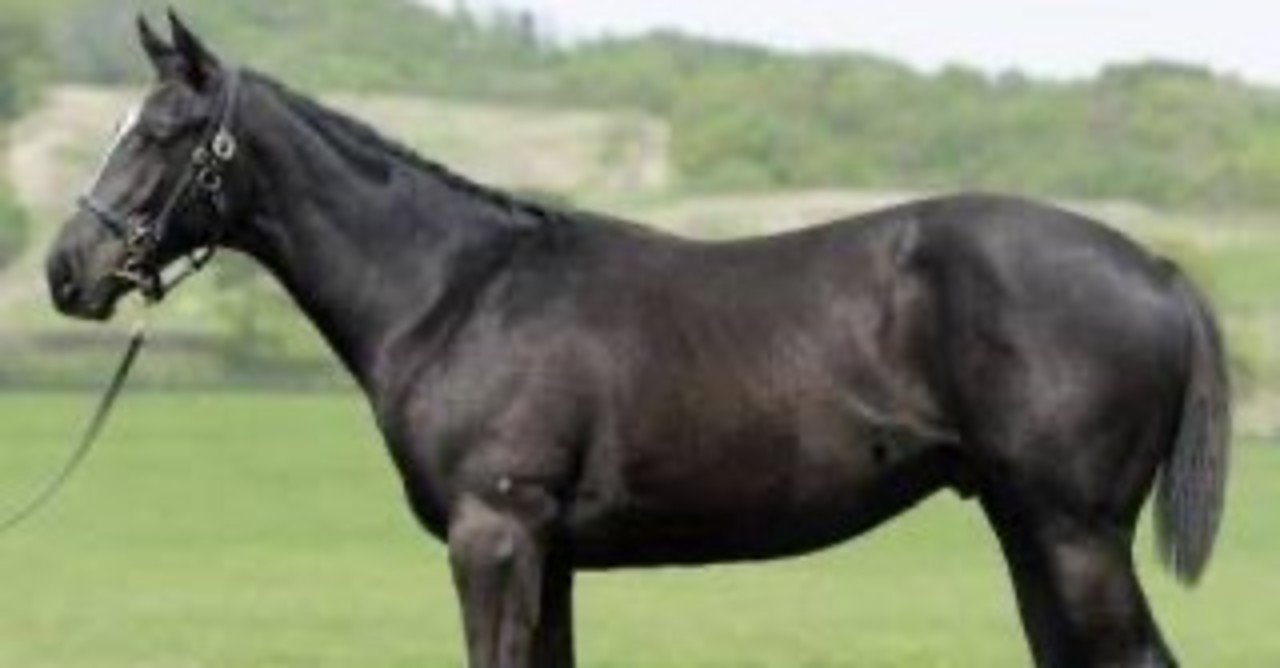 3歳馬素質判定表 相馬眼 Note