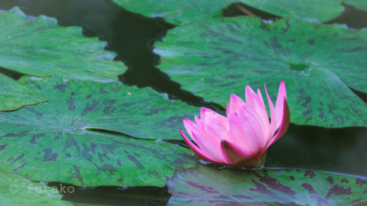 運気が上がる写真 03 ふらこ Note