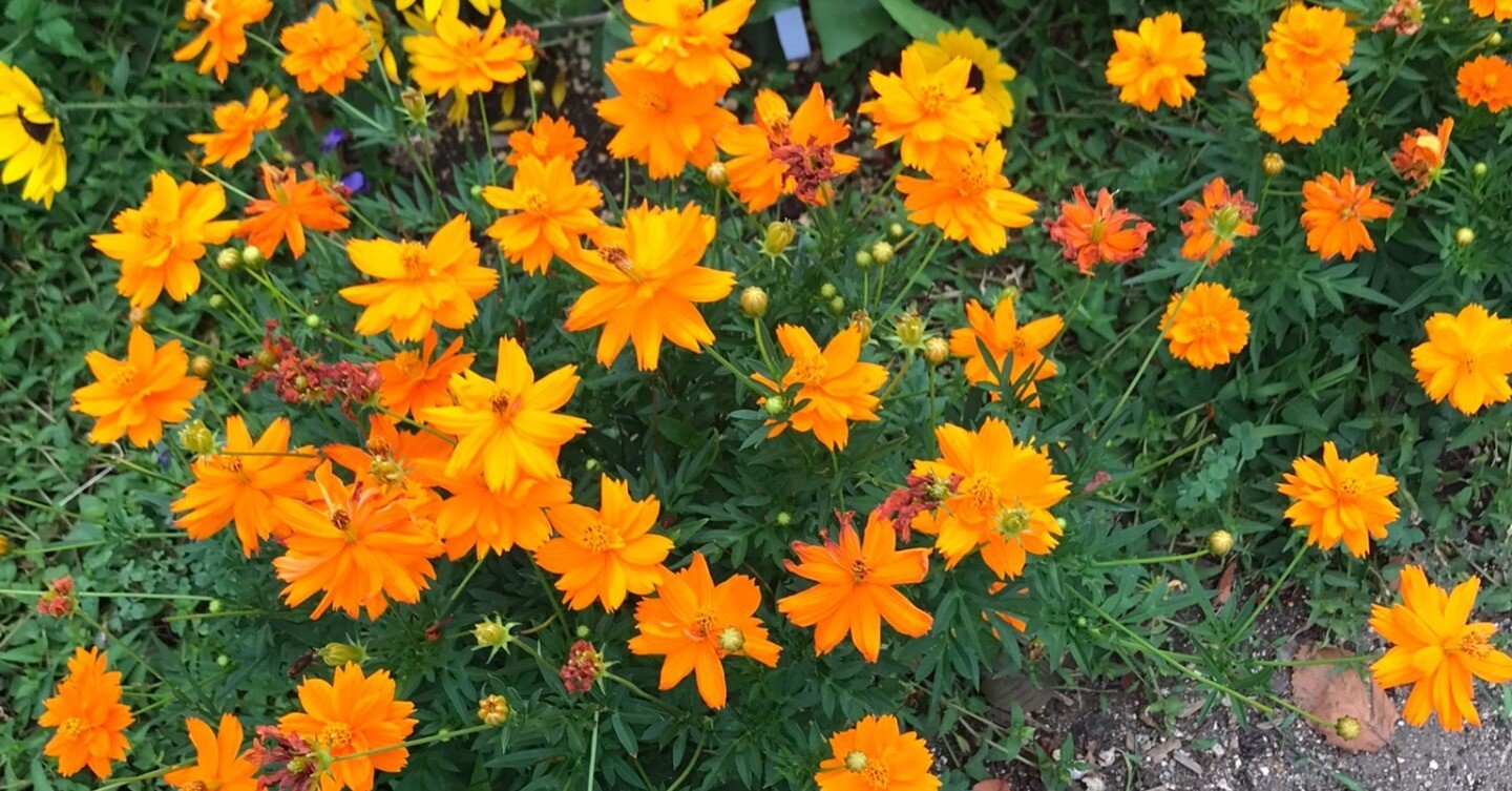 Riemann 面ーー定義と例｜ari1110