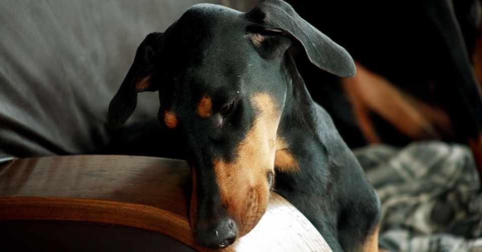 別れ間際に愛犬たちが零した涙の意味 ドーベルマンズ 管理人 Note