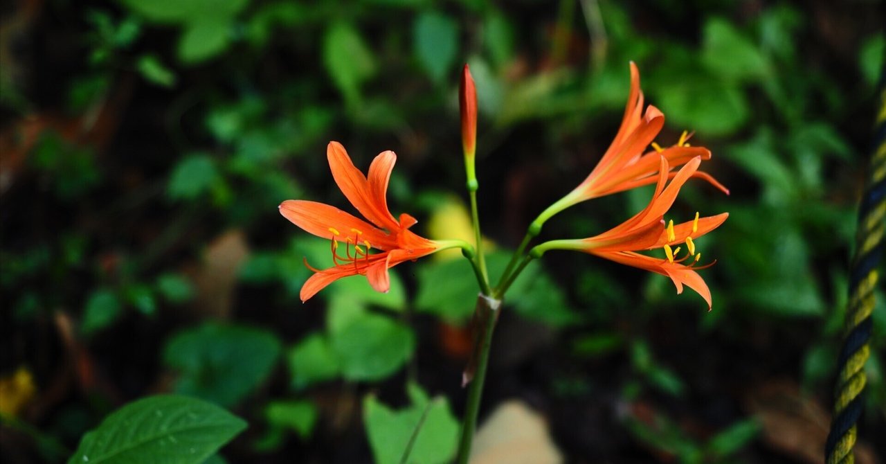 花歳時記大百科 花歳時記大百科 |本 | 通販 | Amazon