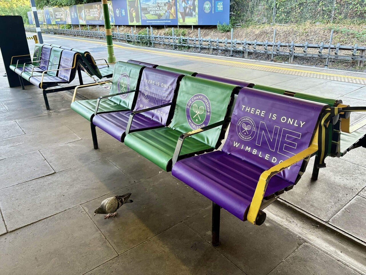 当日券】テニス知らずのウィンブルドン観戦記｜あさのひ