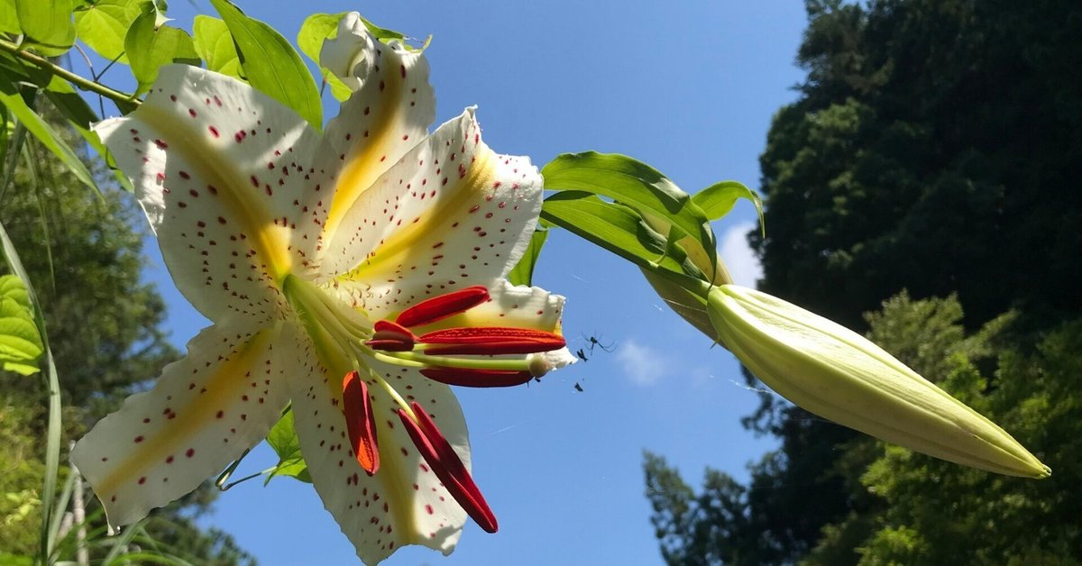 イタリア語から邦訳された本（2025年1月〜6月刊行）｜ダリタリア