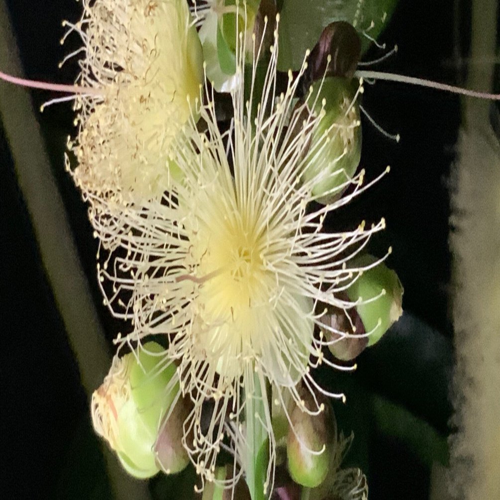 サガリバナ（京都府立植物園）：2025年8月11日（月）｜藤井秀昭