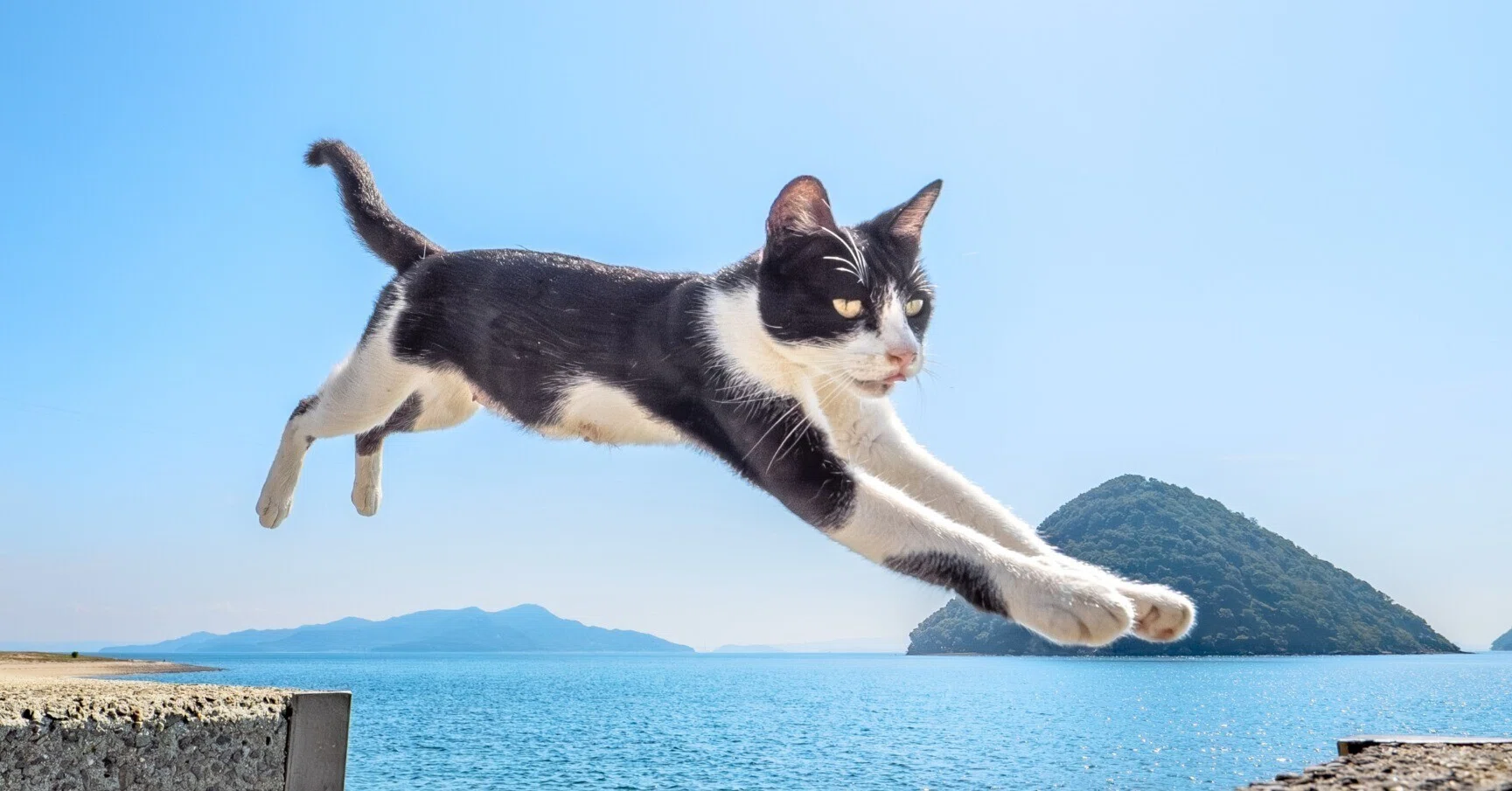おまとめ中　　　　　　　　　　星の砂　ジャンピング猫 ジャンプ猫の未来を守るために──佐柳島から見える猫と人の共生