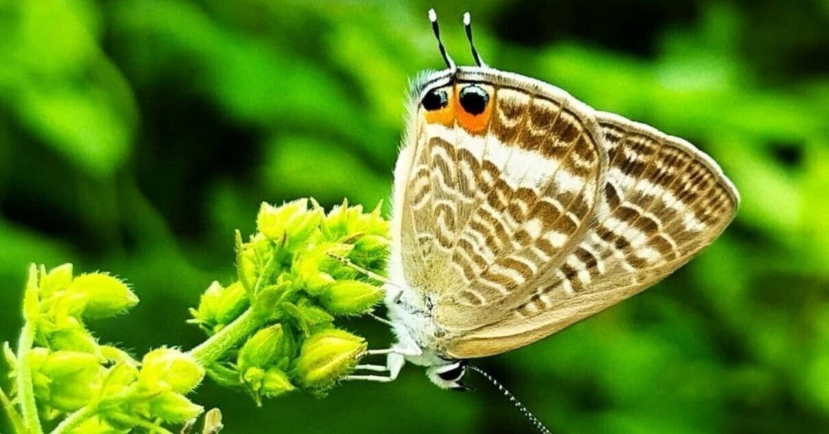 カラスザンショウ 枝付き葉っぱ 3000枚 訳ありミックス アゲハ蝶 幼虫