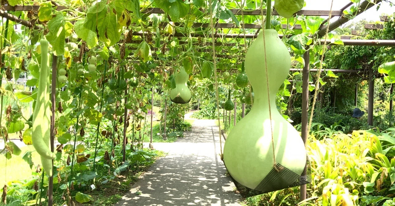 保存版）瓢箪などのウリ科植物（京都府立植物園四季彩の丘）：2025年8 