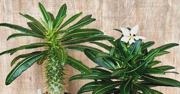 パキポディウム・アンボンゲンセの開花｜暇人