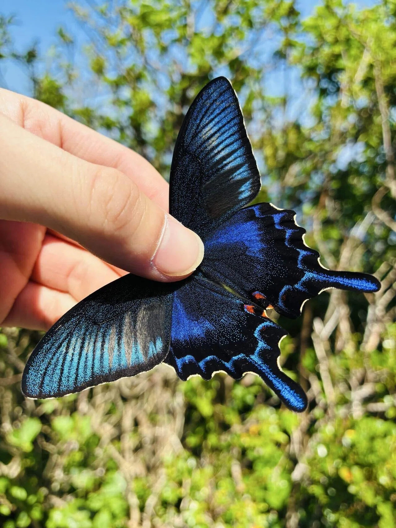 □国産蝶標本 ハチジョウカラスアゲハ(八丈島亜種) A♀ 八丈島 産 □