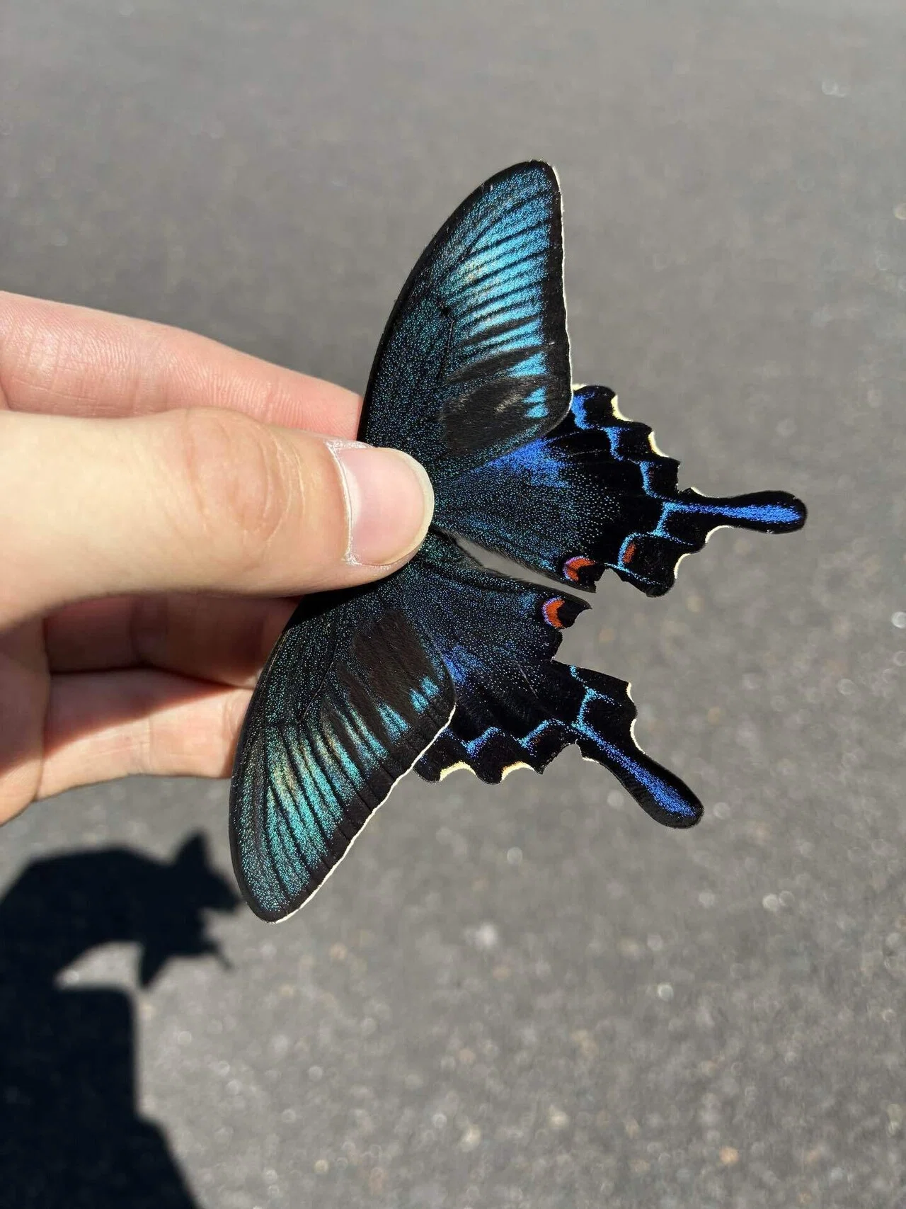 八丈島遠征🦋ハチジョウカラスアゲハ🦋Part1｜Nari