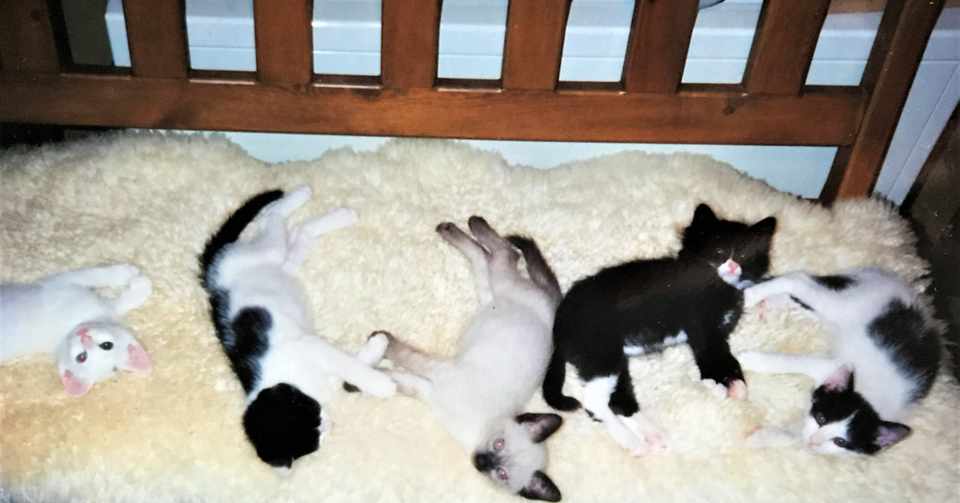 多頭飼い家族の記録 Felicia フェリシア Note