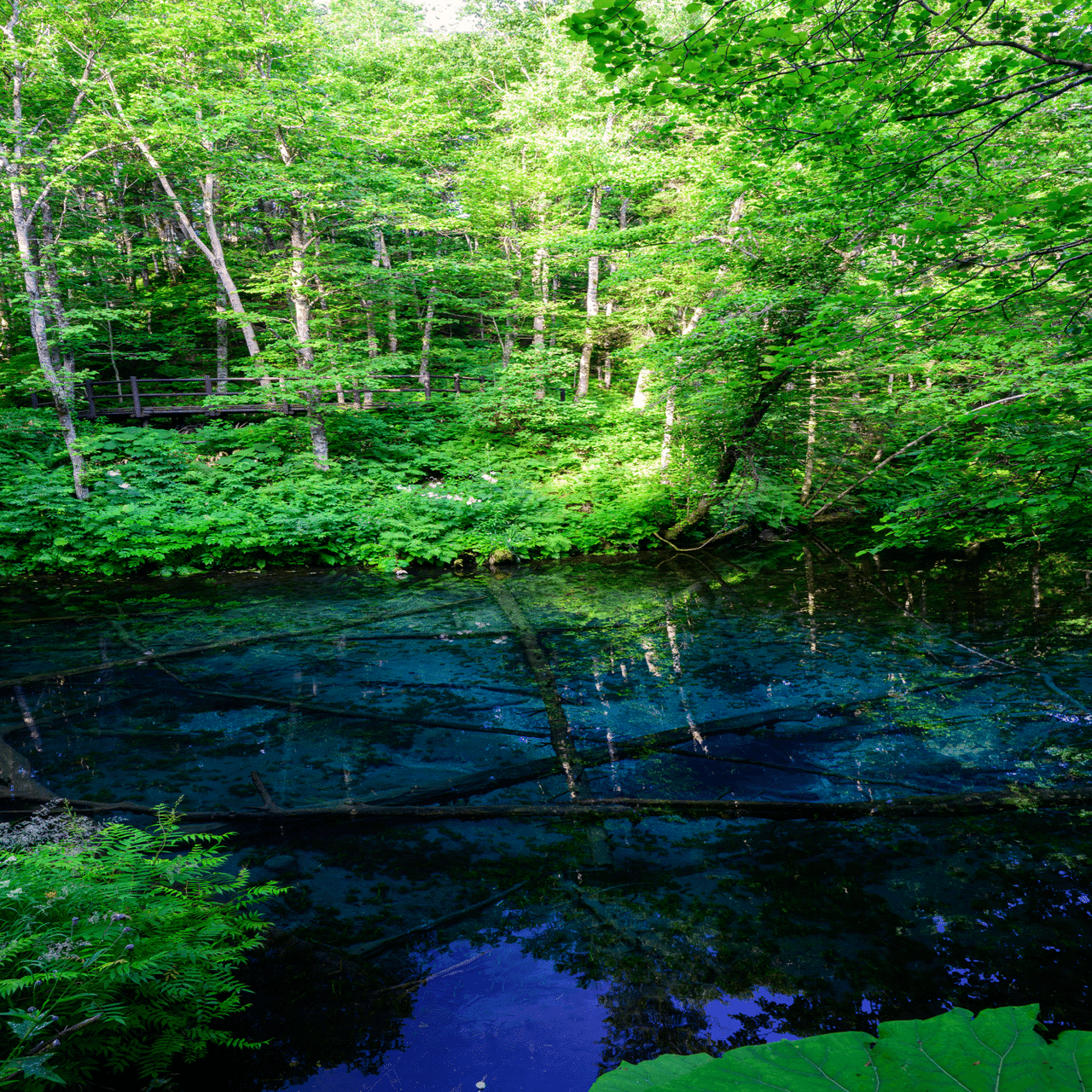 シグリオン・グリーン「湖畔風景」●サイン エディション 気持ちのいい風景です● 空気が美味しい朝の森林風景 長野県志賀高原木戸池の水辺風景撮影