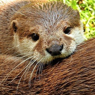 カワウソの月別一覧 Note