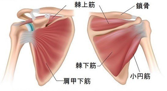 インナーマッスル インナーマッスルについて！ - 桜木町駅前鍼灸接骨院