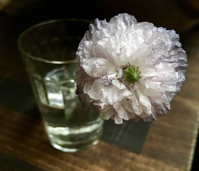 5 Blog クリップ ポピー入門 ガーデン 切り花向け タネから育てる４つのタイプ Yukibean Yuki Bee Note