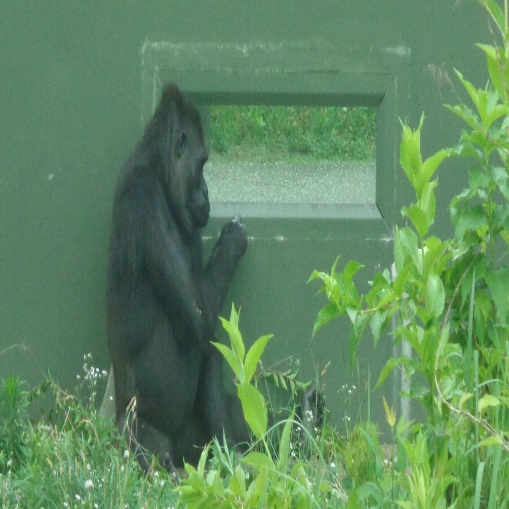 日本ゴリラ化計画】名古屋編2025夏①絶対に幸せになるんだよ、アニー