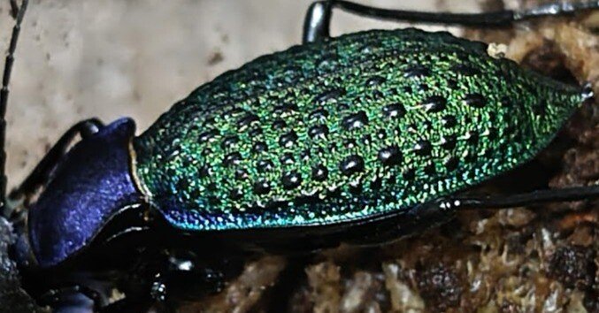 エリスカブリモドキ飼育録｜おさこじき