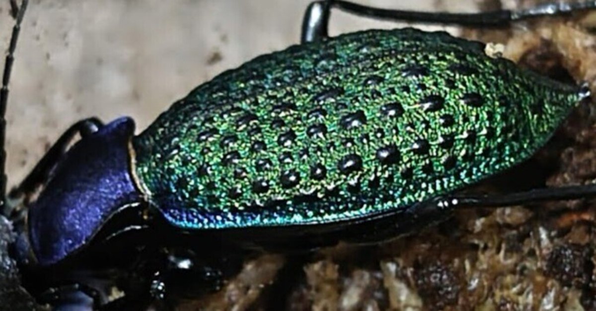 エリスカブリモドキ飼育録｜おさこじき