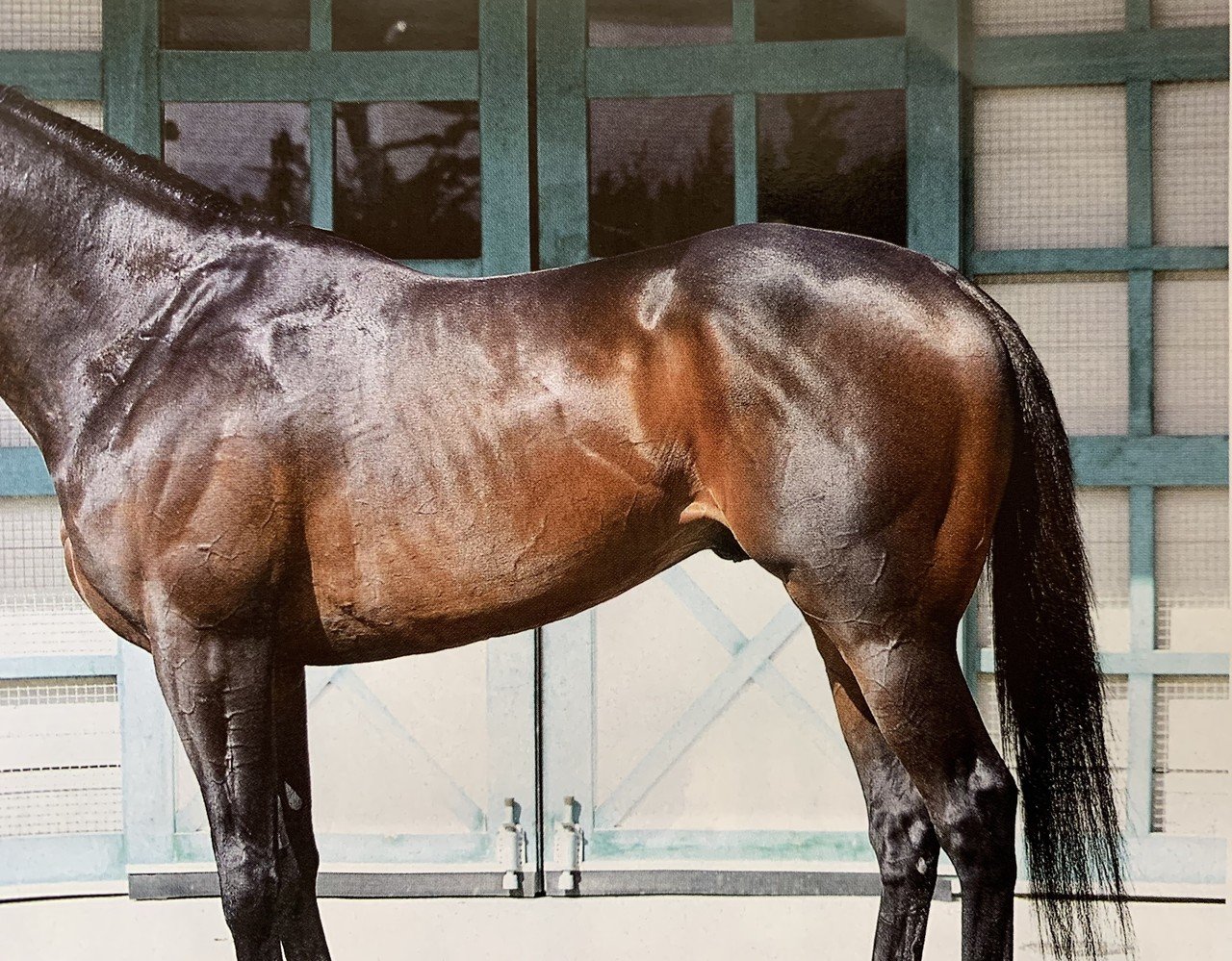 馬体のある部分において 特筆した資質を伝える種牡馬 は存在する 一口馬主マスターb Note