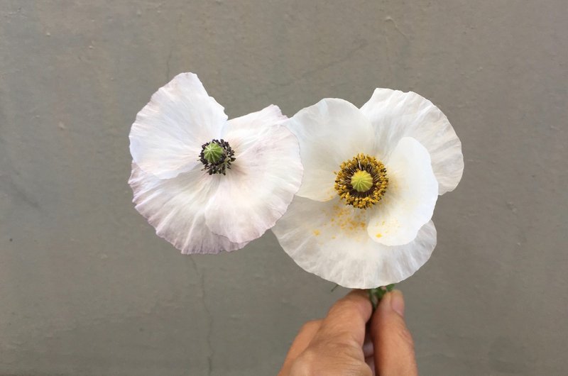 5 Blog クリップ ポピー入門 ガーデン 切り花向け タネから育てる４つのタイプ Yukibean Yuki Bee Note