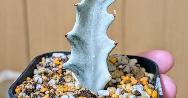 MONSTROUSA - モンストローサ】綴化、石化、モンスト。突然変異