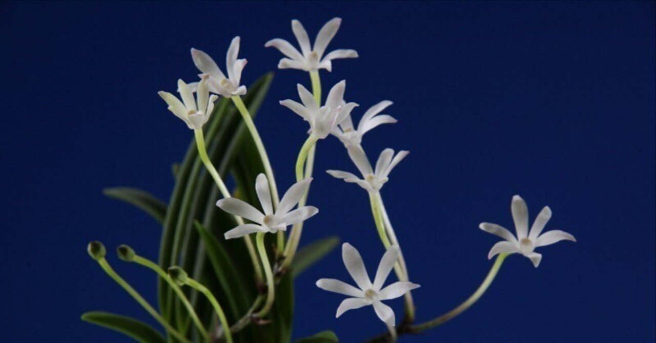 富貴蘭【白鷺錦】宮崎県日南市産超美麗白縞種 富貴蘭 白鷺(宮崎県日南