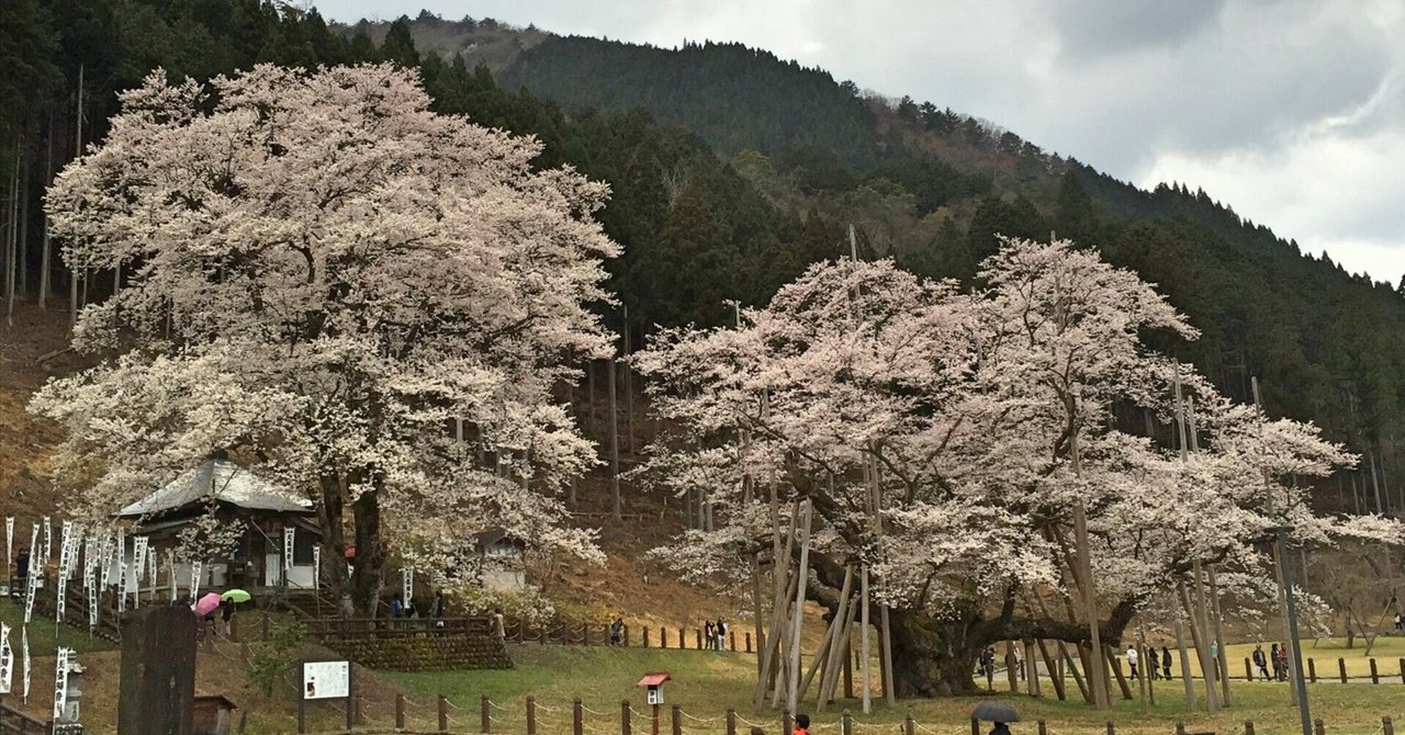 美品 掛け軸 守野千代筆「梶尾谷の淡墨桜」シルクスクリーン agmotokawa_wunotiyo-