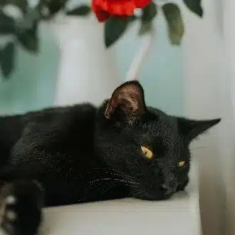 黒猫商会
