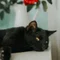 黒猫商会