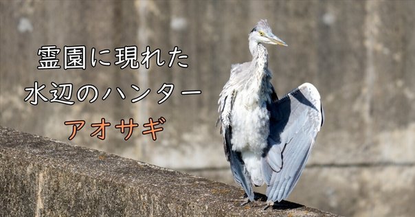 【呪物】五位の光「青鷺火」 第1138回 新・妖怪青鷺火(あおさぎのひ)｜翆野 大地
