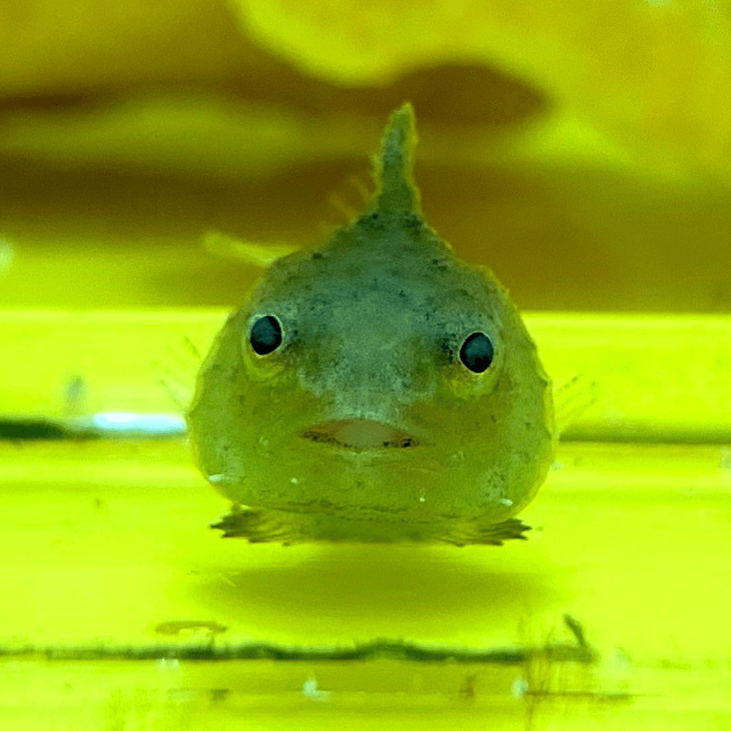 LINEスタンプ】うおうおダンゴウオ｜寺島あいこの日常