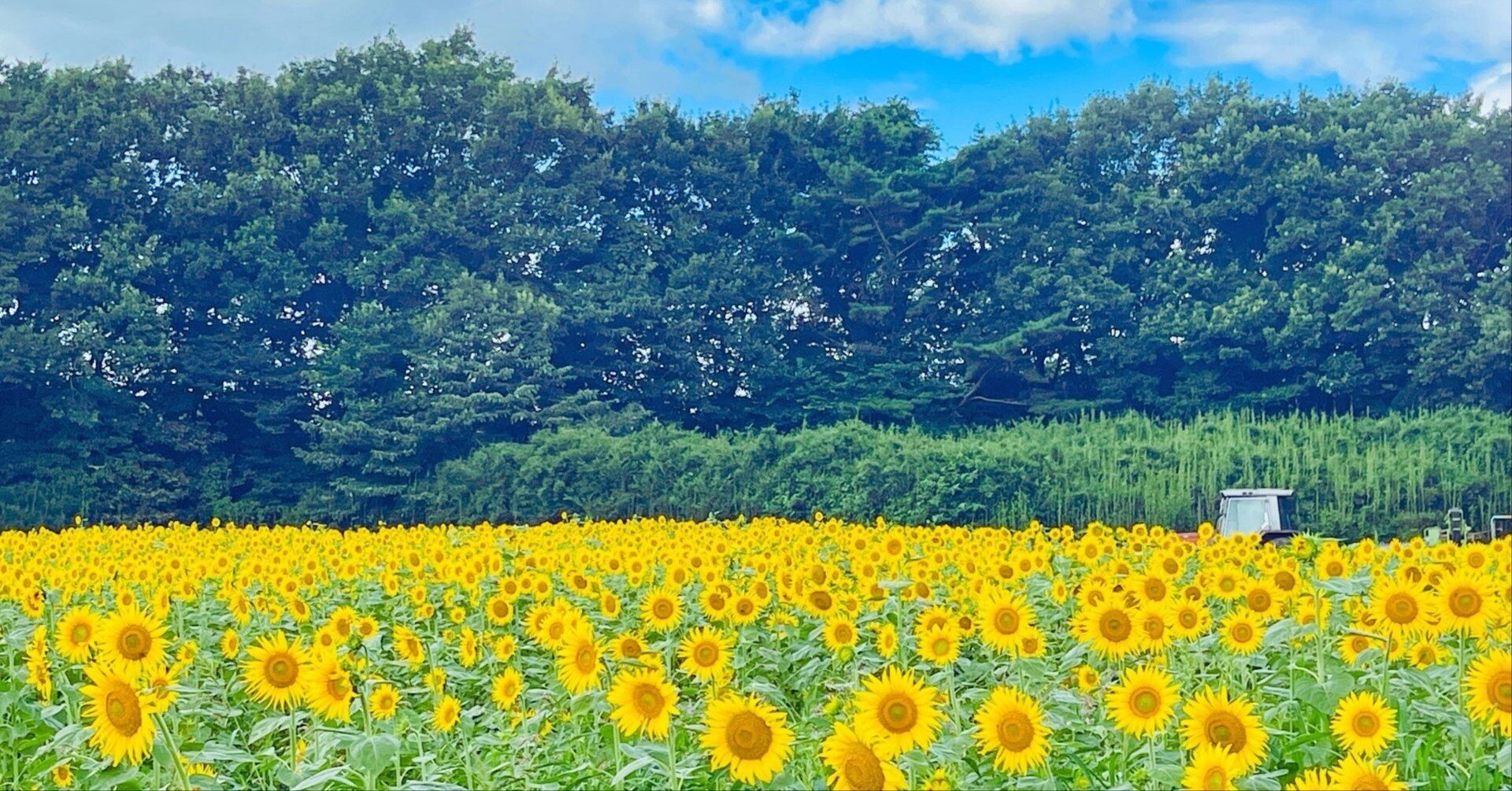 8haに咲く200万本のひまわり｜那須高原・愛込ひまわり畑2025｜なすぐる