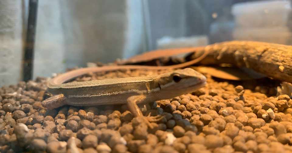 カナヘビの飼育 村守隆史 Note