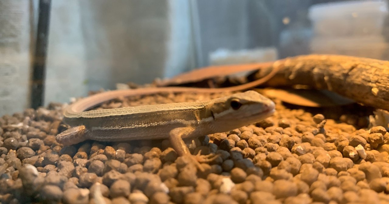 カナヘビの飼育 村守隆史 Note