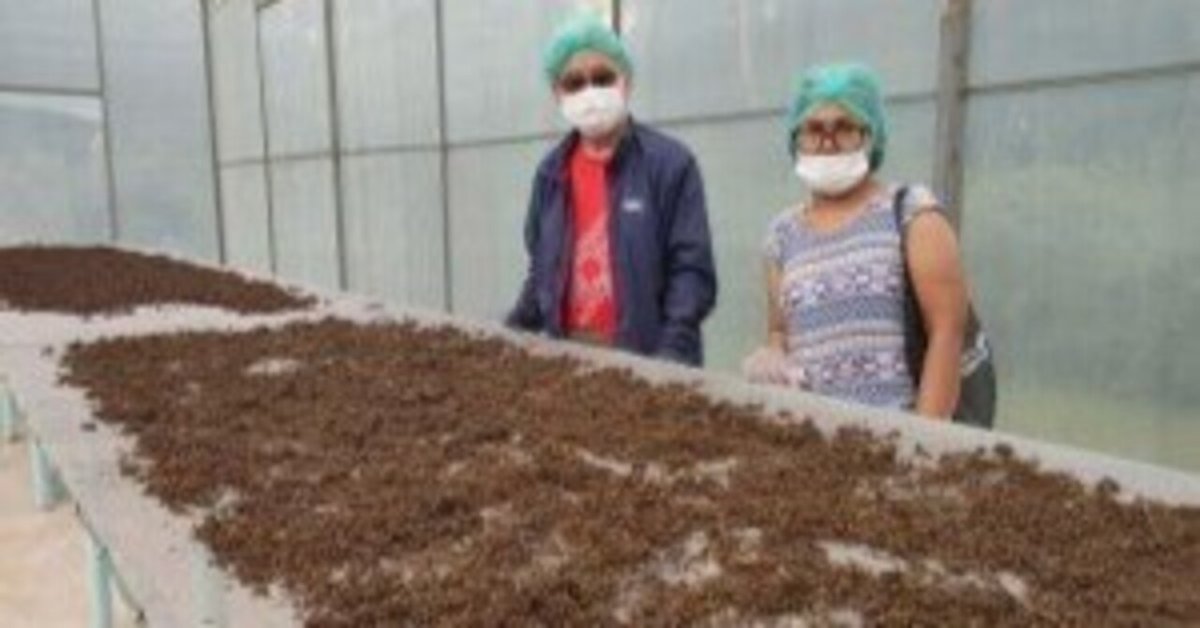 山椒i市：熱帯スマトラ島トバ湖より、稀少なアンダリマン山椒 粉末、1000g 山椒i市：熱帯スマトラ島トバ湖より、稀少なアンダリマン山椒