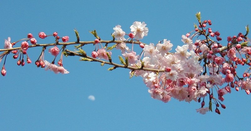 桜と月と空