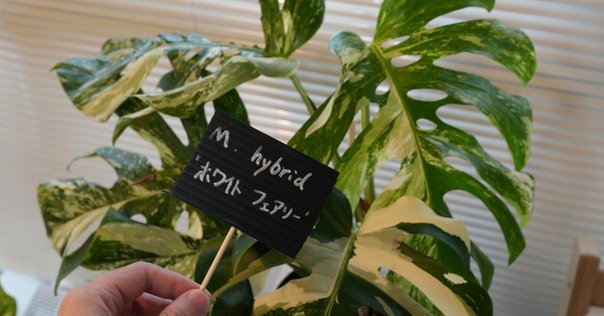 モンステラ　デリシオーサ　ホワイトモンスター　天津蘭　カット モンステラ デリシオーサ ホワイトモンスター 天津蘭 2寸