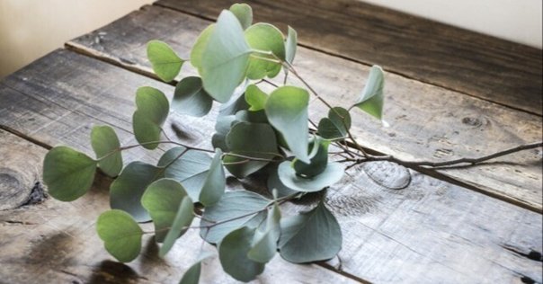 オリーブとユーカリ：異なる植物の比較｜オリーブ農家の日常