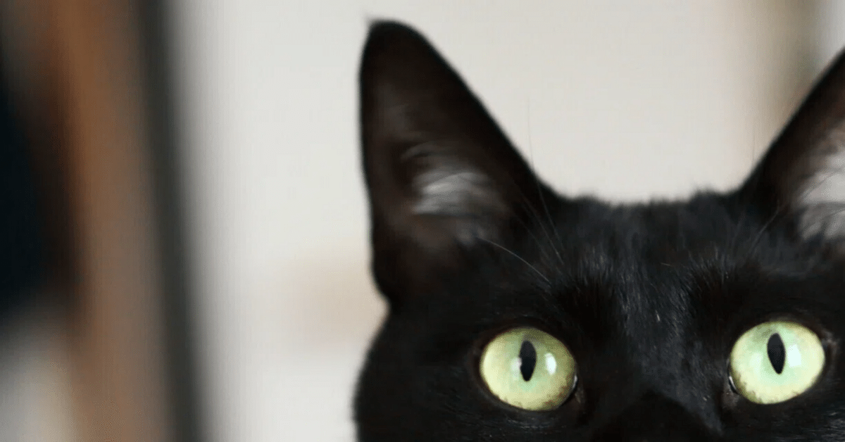 真夜中の公園で、猫がくれた電話番号｜ZenCat
