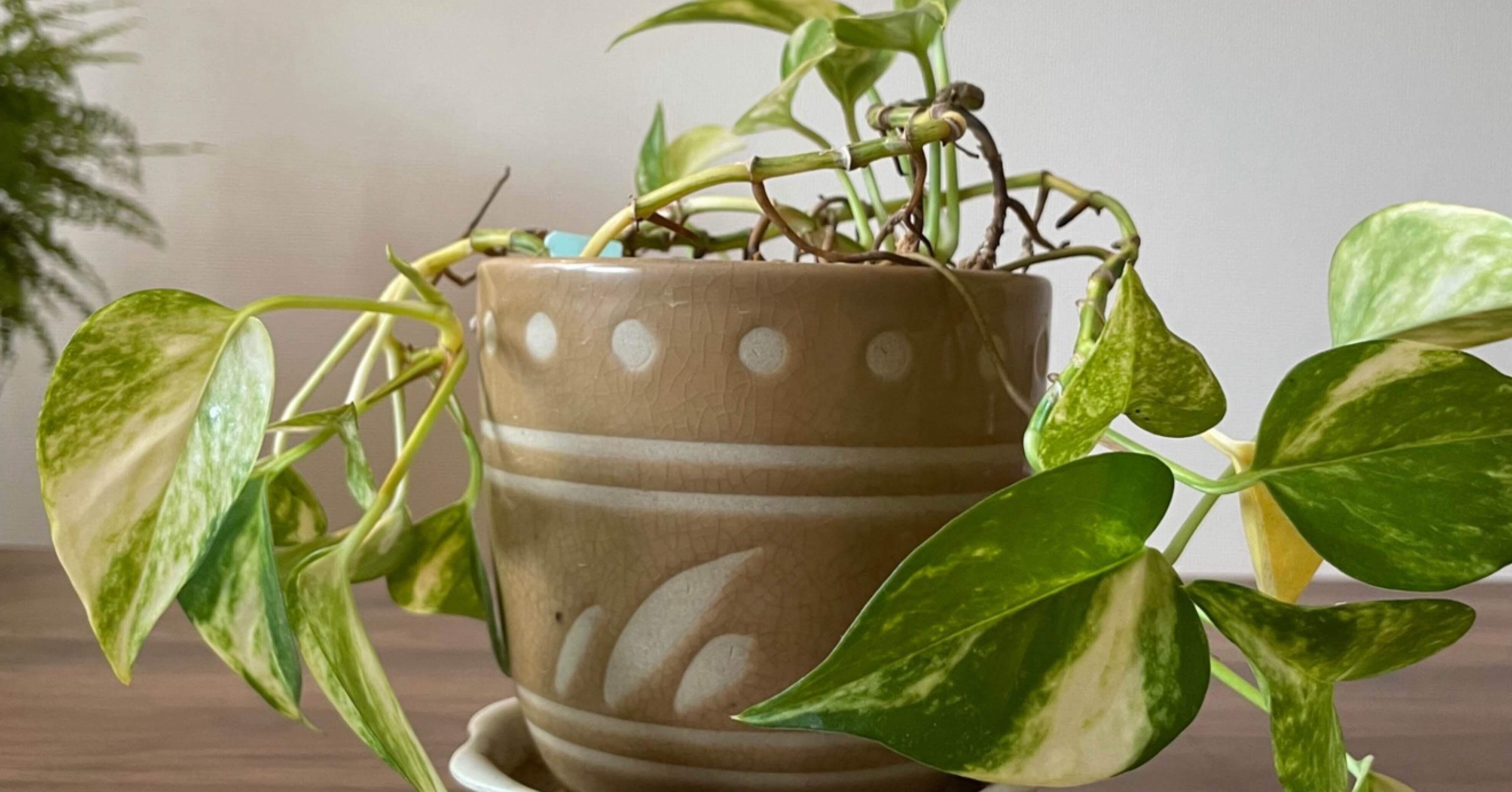 04c226298ce6f97975ec3314c10162