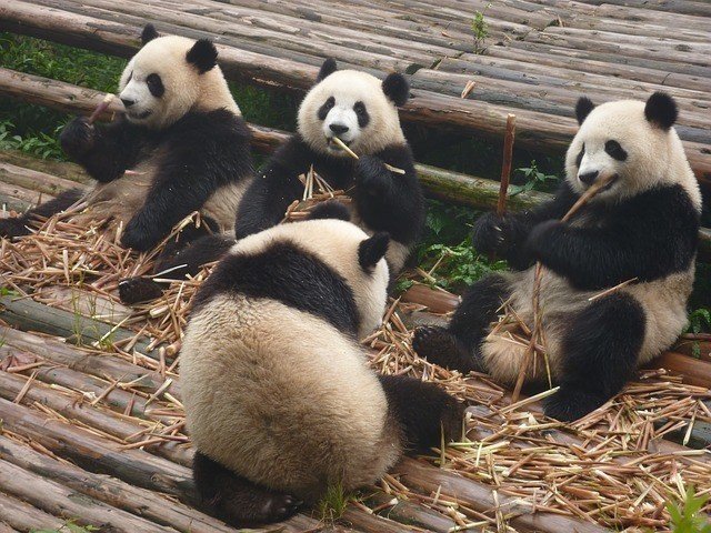 パンダ はもともとレッサーパンダのことだった 3 11はパンダ発見の日 オモシロなんでも雑学 公式 Note