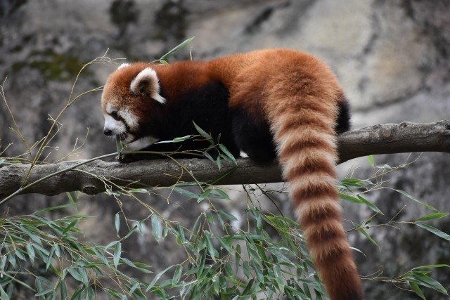 パンダ はもともとレッサーパンダのことだった 3 11はパンダ発見の日 オモシロなんでも雑学 公式 Note