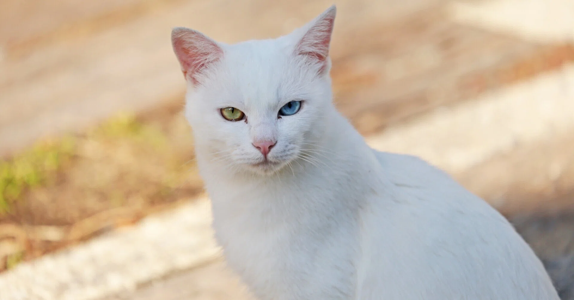オッドアイの美麗な猫さんに出逢った｜aki mura