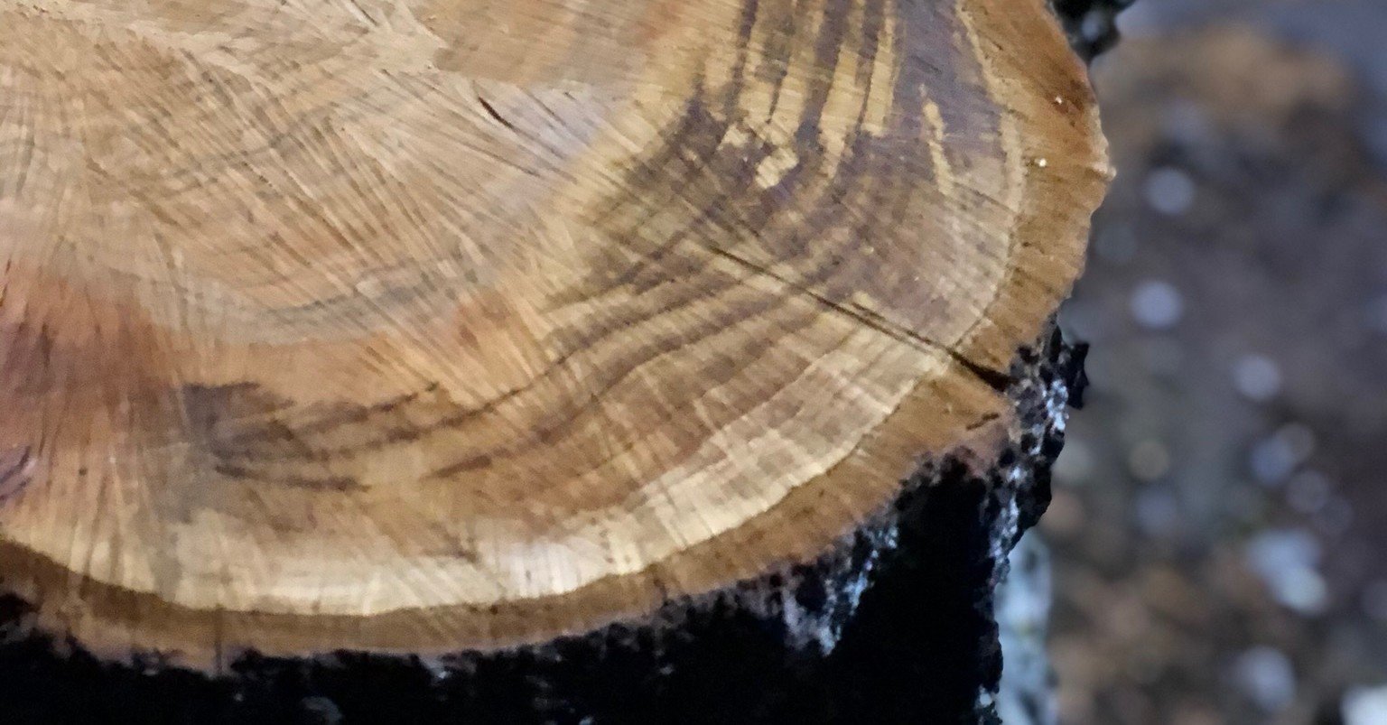 お気に入り 桜 切り株 大木 国産 工芸品 Www Colegioapoio Com Br