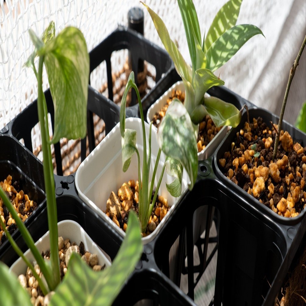 モンステラ・デリシオーサ・タイコンステレーション①の成長記録