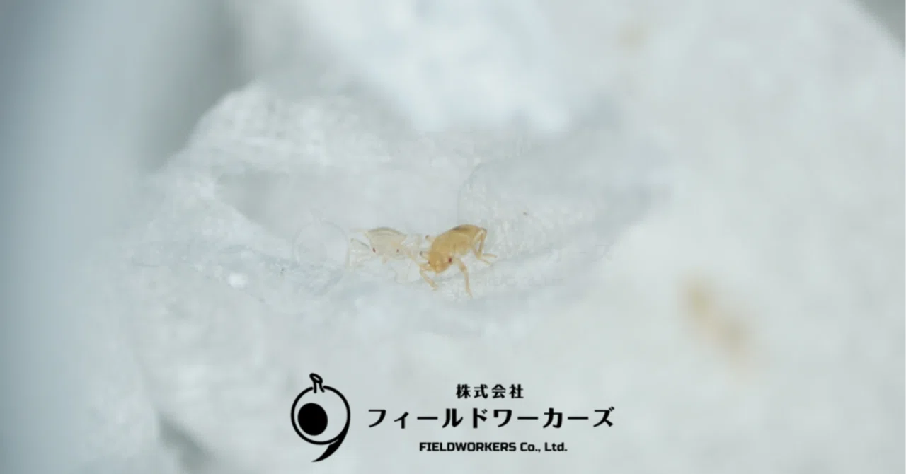 便所虫 トコジラミの1齢虫の秘密｜FIELDWORKERS Co., Ltd. - 🦟SCIENCE BLOG