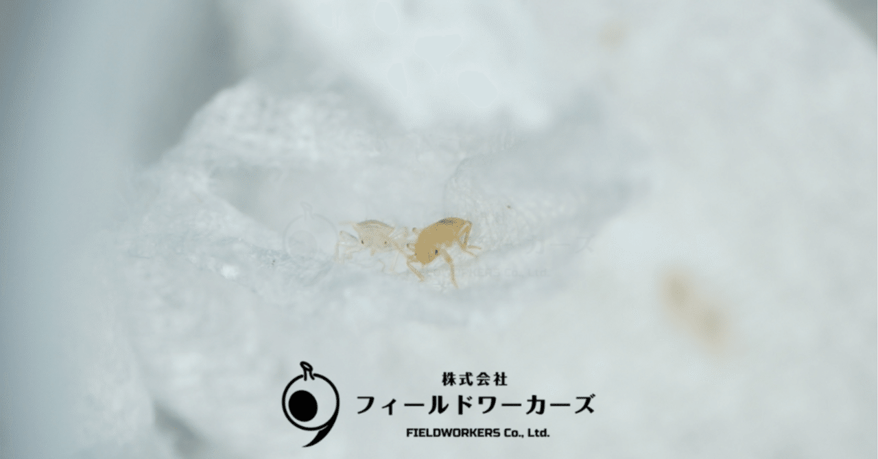トコジラミの1齢虫の秘密｜FIELDWORKERS Co., Ltd. - 🦟SCIENCE BLOG
